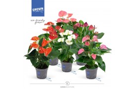 Anthurium andr. mix Allstar Mix 5 bl.