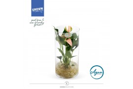 Arrangementen anthurium KARMA Peach | Aqua di Karma | Cilinder 1 pp 3 