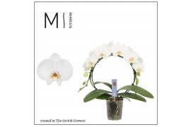 Phalaenopsis wit moon white 16+ mimesis