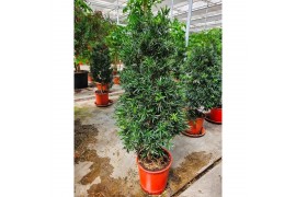 Podocarpus nivalis macrophylla piramide,1 pp,