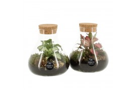 Arrangementen kamerplanten 90468: Terrarium