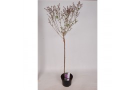 Syringa Syringa Blooming mix 60cm stam C3 4 tak/plnt