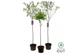 Syringa Syringa Blooming mix 80 cm stam C5 4 tak/plnt