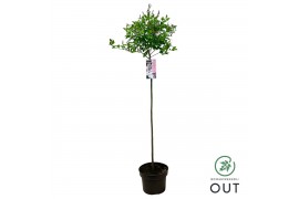 Syringa Syringa Flowerfesta White 80stam C5 4 tak/plnt