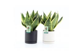 Sansevieria trifasciata futura superba Sanseviera Futura Superba in Ha