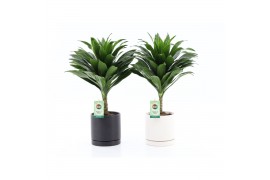 Dracaena fragr. janet craig Dracaena fr. Janet Craig Compacta op stam 