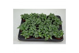 Fittonia mosaic marble green