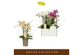 Phalaenopsis multiflora mix Botanico Nolina mix 2spike