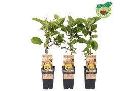 Actinidia deliciosa Golden Kiwi