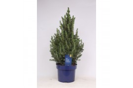 Picea glauca conica