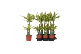 Dracaena fragr. yellow coast 45-20 toef