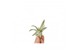 Tillandsia harissi bonsai 101947 baby