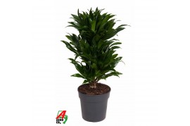 Dracaena fragr. compacta vertakt