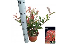 Photinia x fraseri carré rouge