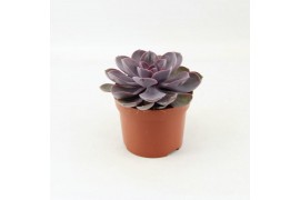 Echeveria perle von nurnberg