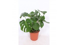 Monstera deliciosa 5pp