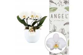 Phalaenopsis angel wit 2 tak in keramiek lisa wit