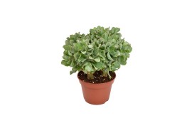 Crassula arborescens undilatifolia basic