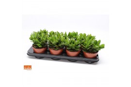 Crassula magical tree WOODS - Crassula magical tree 12