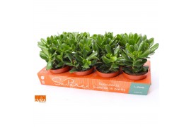 Crassula magical tree SuPure®