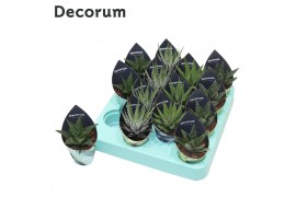 Haworthia mix Haworthia Mix (4spc.) (decorum) 12