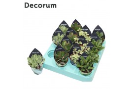 Crassula mix Crassula Mix (4spc.) (decorum)