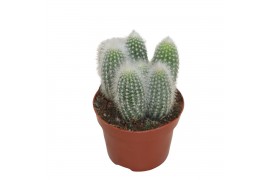 Cleistocactus straussi Cleistocactus Straussi 1 pp