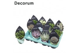 Succulenten Succulenten Mix (12spc.) (decorum) 1 pp