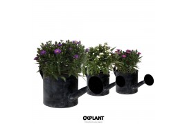 Aster novi-belgii grp starletta mix in watering-can