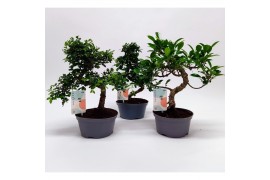 Bonsai mix in teeltpot