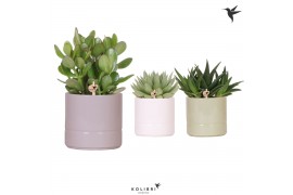 Succulenten mix in pastel pot mix kolibri greens