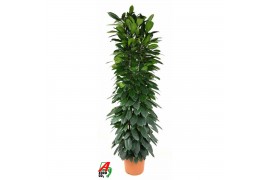 Ficus cyathistipula 90-60-30-15