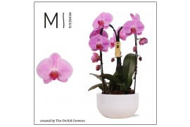 Arrangementen phalaenopsis crown pink 3 tak in saskia white ceramic mi