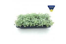 Sedum sieboldii