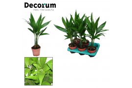 Areca catechu Areca Catechu 12 cm (Decorum)