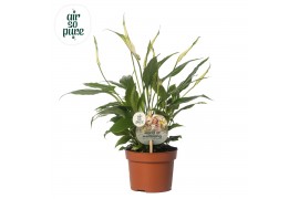 Spathiphyllum chopin 8+ bloem - AirSoPure + WOW etiket