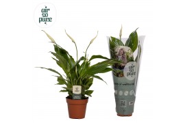 Spathiphyllum torelli 3+ bloem - AirSoPure