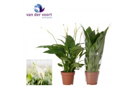 Spathiphyllum torelli 3+ bloem - Blanco hoes