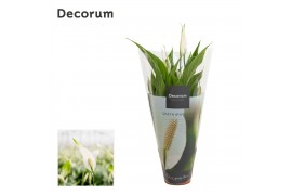 Spathiphyllum torelli 3+ bloem - Decorum