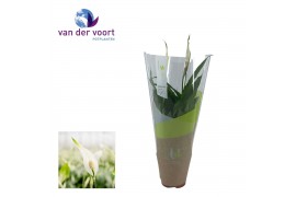 Spathiphyllum torelli 3+ bloem - Ultimo hoes