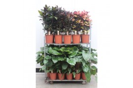 Kamerplanten mixkar Mixkar Croton & Homalomena rubescens Maggy