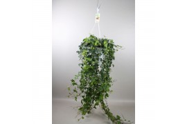 Hedera anna helix 20pp - 80-90cm Rank - Hangpot XXL