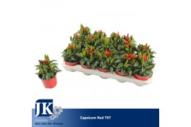 Capsicum annuum salsa red