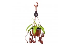 Nepenthes alata Nepenthes Alata 14 cm in hangpot