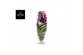 Vanda hybriden pink/cerise/fuchsia 201 in champagne glas