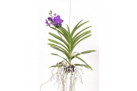 Vanda hybriden Vanda Tayanee Blue Medium 1 tak/plnt