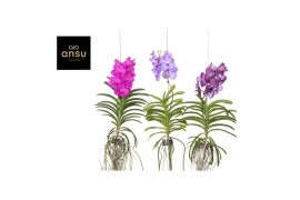 Vanda hybriden Vanda Mix XL - Colour Mix 1 tak/plnt