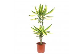 Dracaena fragr. golden king 45-20 toef