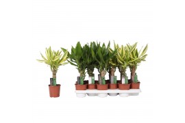 Dracaena fragr. mix 3 soorten Enkel stam - Yellow Coast & Steudneri Gr