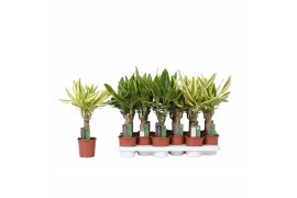 Dracaena fragr. mix 3 soorten Enkel stam - Golden Coast & Yellow Coast